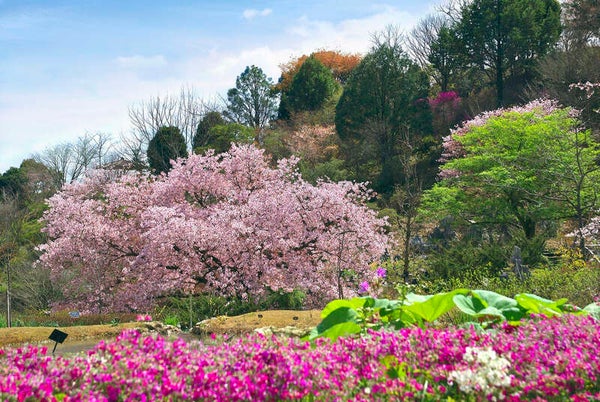 【岡山・倉敷発】 高知城の桜・日曜市と春の牧野植物園 日帰り2